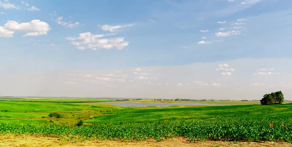 Paisagem Rural Brasil Área Plantação Soja Glicyne Max Quinta Agrícola — Fotografia de Stock