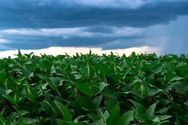 Tahıl olgunlaşma aşamasında soya fasulyesi hasadı. Güney Brezilya 'daki tarlaların üzerine yağmur bulutları yağıyor. İhracat için tahıl üretim alanı. Mallar. Hassas tarım.