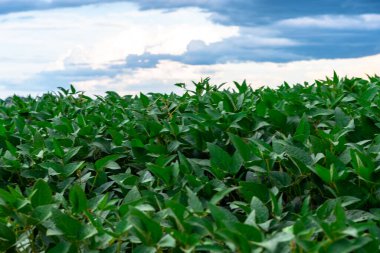Tahıl olgunlaşma aşamasında soya fasulyesi hasadı. Güney Brezilya 'daki tarlaların üzerine yağmur bulutları yağıyor. İhracat için tahıl üretim alanı. Mallar. Hassas tarım.