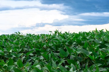 Tahıl olgunlaşma aşamasında soya fasulyesi hasadı. Güney Brezilya 'daki tarlaların üzerine yağmur bulutları yağıyor. İhracat için tahıl üretim alanı. Mallar. Hassas tarım.