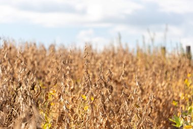 Soya mahsulü hasat için hazır. Soya fasulyesi, tahılın tam olgunlaştığı R7 safhasında hasat edilmeye hazır. Bu aşamada, kapsüller kuru, kahverengi veya gri renktedir..