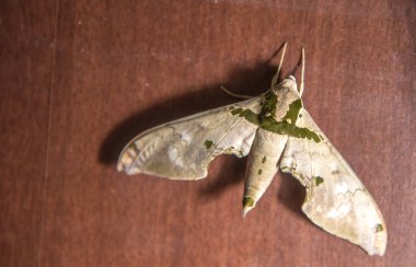 Güveler ya da güveler heteroseksüel bölünmeden gelen lepidopteran böcekleridir. Bazı bölgelerde, daha büyük, koyu renkli örneklere 