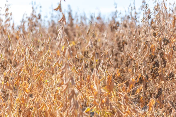 Soybean crop at harvest point. The soybean harvest takes place between January and April of each year. The ideal maturation point is when the leaves of the plant fall off.
