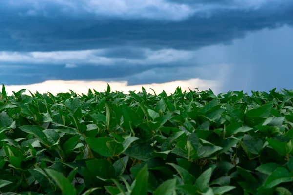 Tahıl olgunlaşma aşamasında soya fasulyesi hasadı. Güney Brezilya 'daki tarlaların üzerine yağmur bulutları yağıyor. İhracat için tahıl üretim alanı. Mallar. Hassas tarım.