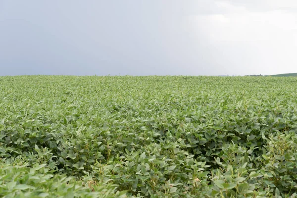 Mognad Sojabönsodling Soja Glycine Max Växt Som Tillhör Familjen Fabaceae — Stockfoto