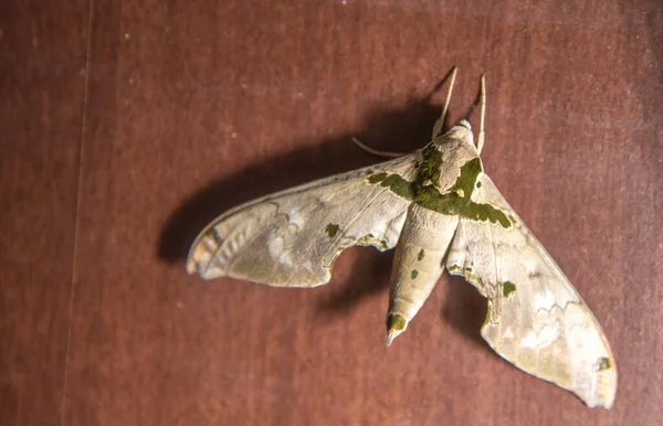 Güveler ya da güveler heteroseksüel bölünmeden gelen lepidopteran böcekleridir. Bazı bölgelerde, daha büyük, koyu renkli örneklere 
