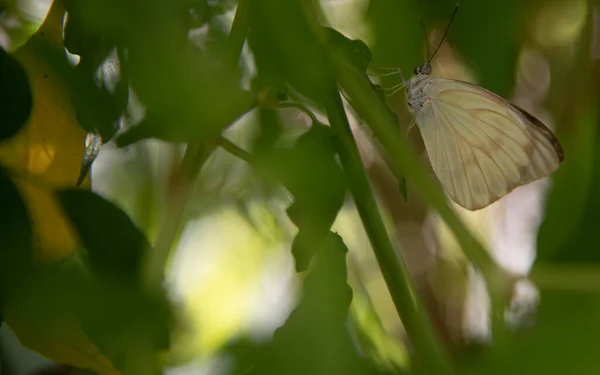 Papillon Jaune Phoebis Philea Philea Papillon Gemme Est Nom Donné — Photo