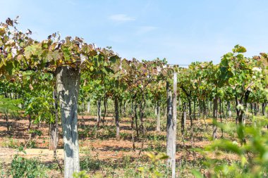 Asma, asma, üzüm bağları, üzüm bağları veya üzüm bağları, vitaceous familyasının bitki cinsinin özellikleridir. En iyi bilinen türü şarap üretiminden sorumlu olan Vitis vinifera L..