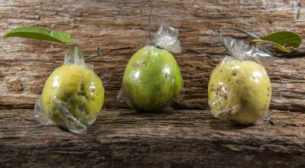 Guava fruits (Psidium guajava L.) wrapped in a protective plastic bag. Guava is a tropical fruit, native to all of America, except Canada, and South Africa