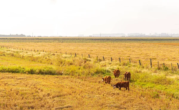 Быки Коровы Пасутся Широкое Скотоводство Бразильская Фауна Послеуборочный Урожай Риса — стоковое фото