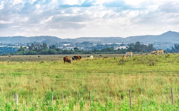 Bois Vacas Uma Fazenda Brasil Animais Quinta Paisagem Rural Alimentação — Fotografia de Stock