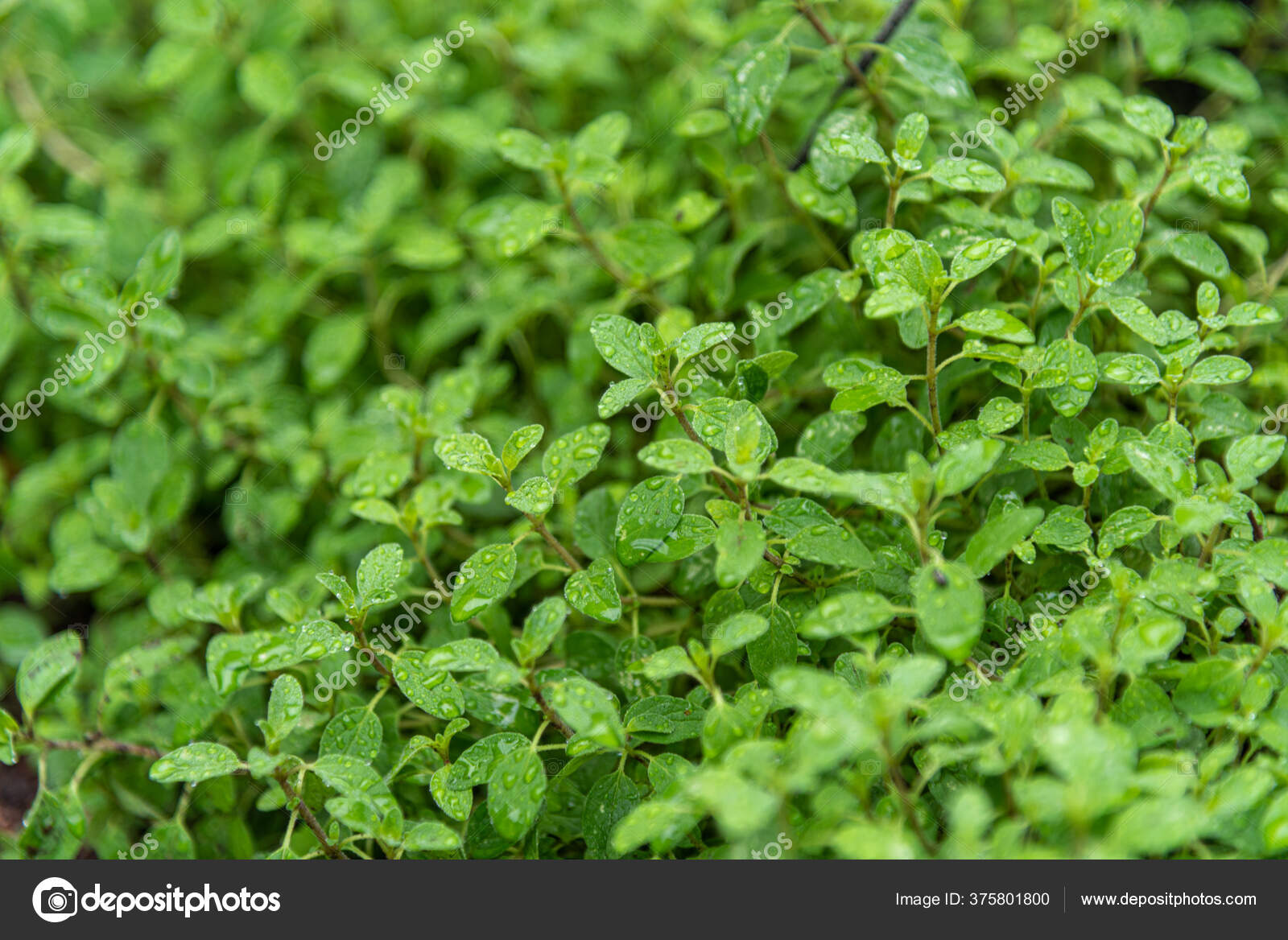 Marjoram Origanum Majorana Seasonamientos Especias Condición Utilizada Cocina Brasileña Marjoram