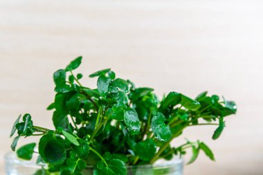 Watercress (Nasturtium officinale). Salata için sebze. Detoks diyeti. Bilinen adı su teresi olan sebzeler. Nehir ve dereler gibi ıslak alanlarda yenilebilir bitkiler bulunabilir..