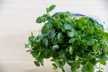 Watercress (Nasturtium officinale). Salata için sebze. Detoks diyeti. Bilinen adı su teresi olan sebzeler. Nehir ve dereler gibi ıslak alanlarda yenilebilir bitkiler bulunabilir..