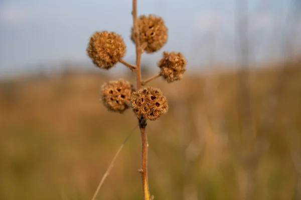 Invasive plant of livestock fields in southern Brazil. Plants that are born without being cultivated in different places. Weed. Blurred background. Pampa biome. Flora and nature.