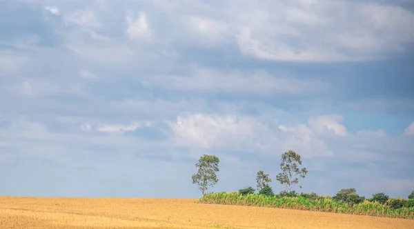 Rural landscape. Soybean crop in the harvest stage. Rural region in southern Brazil. farm area. Field of grain production for human consumption.