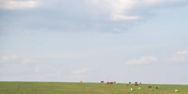 Çiftlik hayvanları tarlası. Pampa Biomu. Brezilya ve Uruguay sınırı. ihracat için tarımsal üretim ve sığır çiftliği. Brezilya 'daki çiftlik hayvanları. İnsan tüketimi için çiftlik hayvanı üretimi.