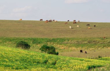 Çiftlik hayvanları tarlası. Pampa Biomu. Brezilya ve Uruguay sınırı. ihracat için tarımsal üretim ve sığır çiftliği. Brezilya 'daki çiftlik hayvanları. İnsan tüketimi için çiftlik hayvanı üretimi.