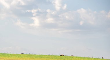 Çiftlik hayvanları tarlası. Pampa Biomu. Brezilya ve Uruguay sınırı. ihracat için tarımsal üretim ve sığır çiftliği. Brezilya 'daki çiftlik hayvanları. İnsan tüketimi için çiftlik hayvanı üretimi.