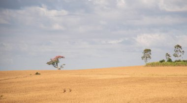Kırsal alan. Hasat aşamasında soya fasulyesi hasadı. Güney Brezilya 'da kırsal bölge. Çiftlik alanı. Paineira çiçekli ağacı (Ceiba speciosa). İnsan tüketimi için tahıl üretimi alanı.