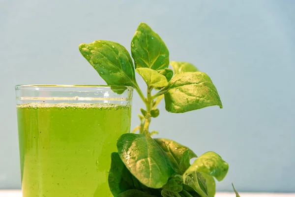 Χυμός Σπανάκι Spinacia Oleracea Πράσινος Χυμός Φυσικό Ποτό Ποτό Λαχανικών — Φωτογραφία Αρχείου