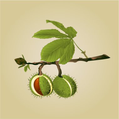 Conker Free Vector Eps Cdr Ai Svg Vector Illustration Graphic Art
