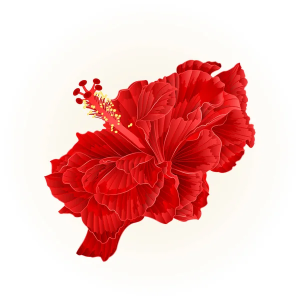 Hibiscus rouge ondulé simple vecteur — Image vectorielle