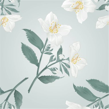 Yasemin çiçek ve tomurcukları vintage vektör