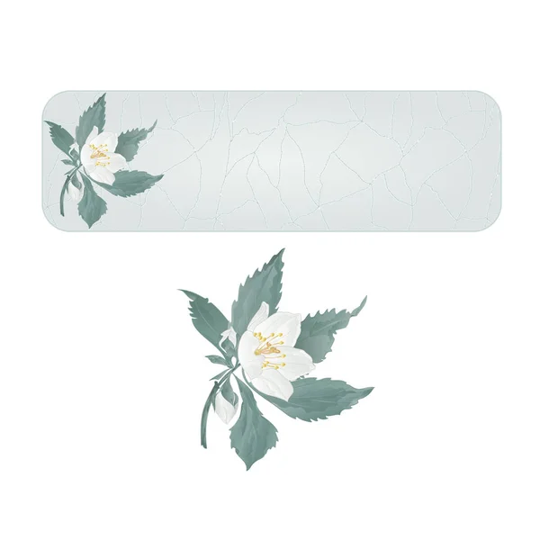 Banner spring flower jasmine cracks vintage  vector — Stock Vector