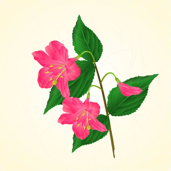 Fiore rosa arbusto decorativo Weigela crepe vettore vintage — Vettoriale Stock