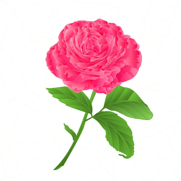 Flor rosa rosa rachaduras no vetor vintage porcelana —  Vetores de Stock