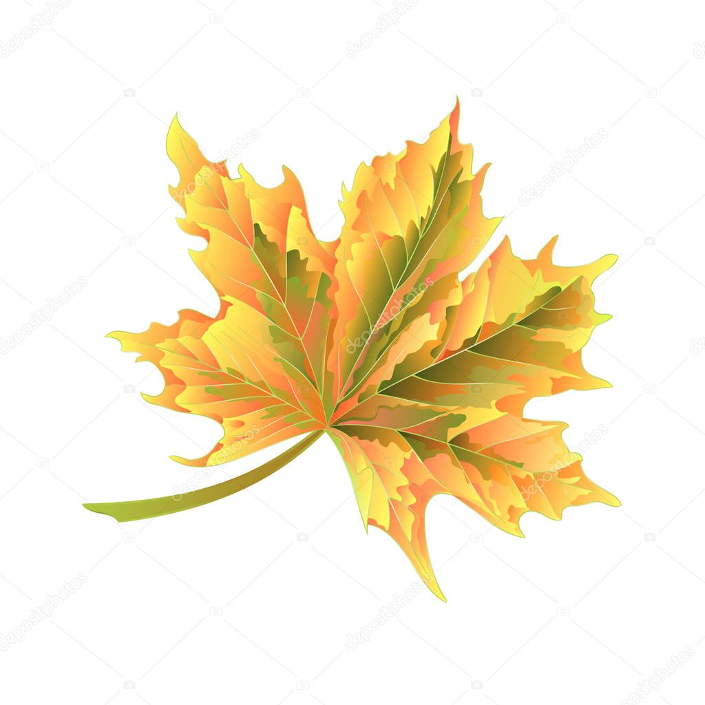 Colored autumnal leaf Maple vector