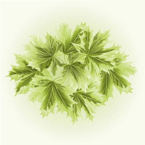 Farbige Blätter Ahorn Vektor — Stockvektor