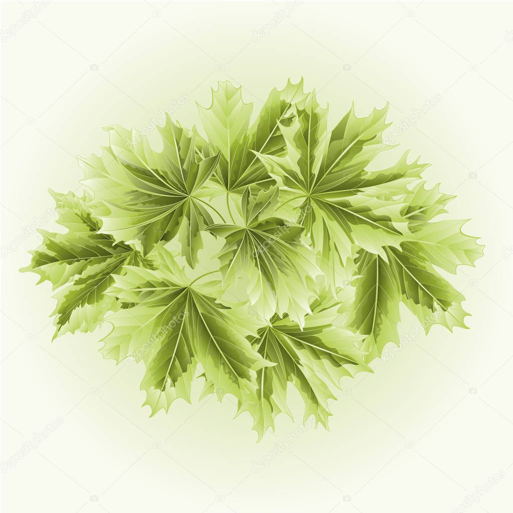 Colored leafs Maple vector