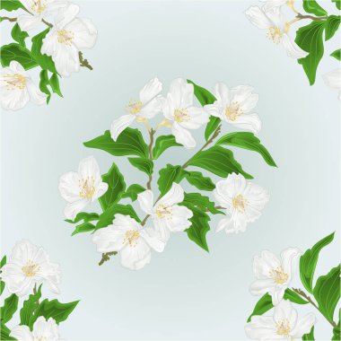 Sorunsuz doku Yasemin şube izole mavi arka plan vintage vektör çiçek 