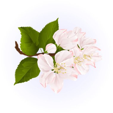 Elma çiçeği dal ile vektör yaprak