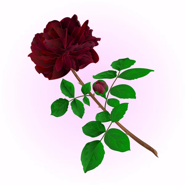 Czarna Róża z bud vintage wektor — Wektor stockowy