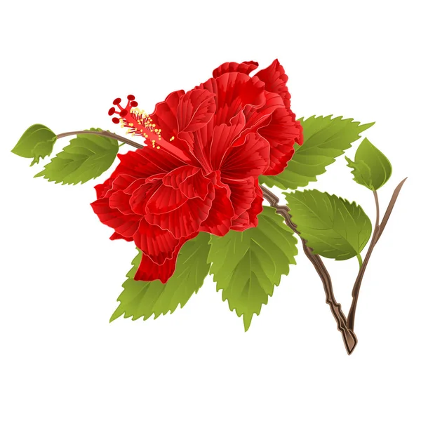 Stem red hibiscus tropical flower on a white background vintage vector — Stock Vector