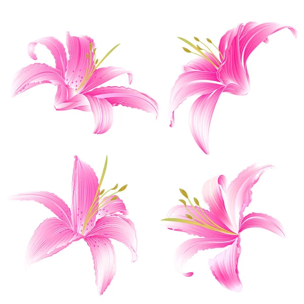 Lily vector de flores rosadas — Archivo Imágenes Vectoriales