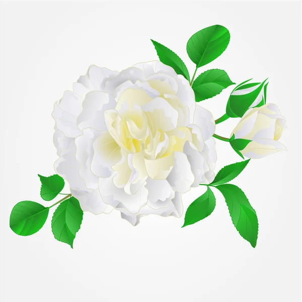 Το White Rose με μπουμπούκια και τα φύλλα εκλεκτής ποιότητας διάνυσμα — Διανυσματικό Αρχείο