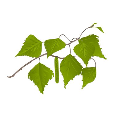 Dal Birch kedicikler vektör ile