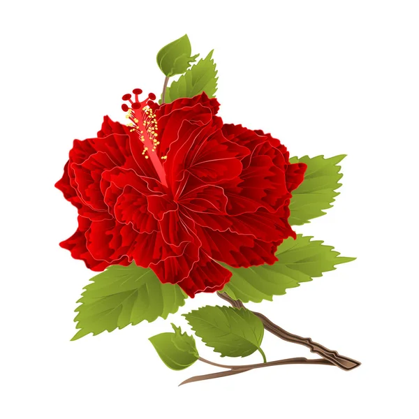 Planta corrugado hibisco vermelho simples vetor vintage — Vetor de Stock