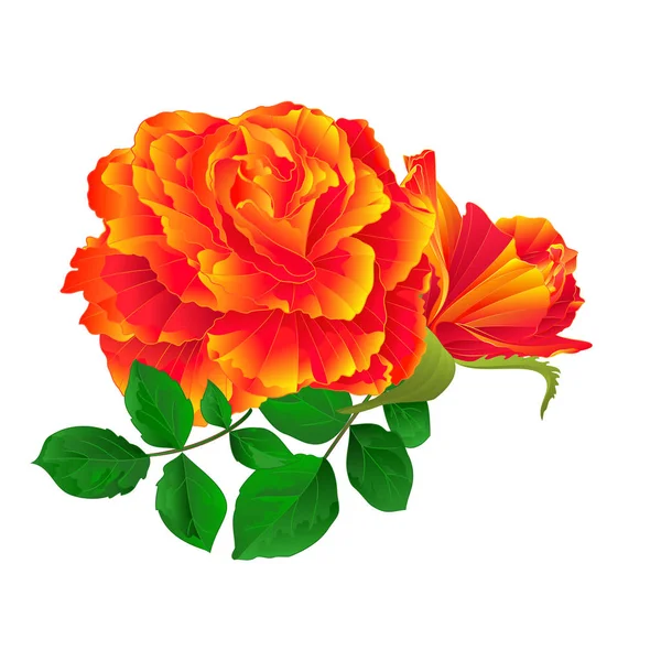 Flor laranja rosa e broto vetor — Vetor de Stock