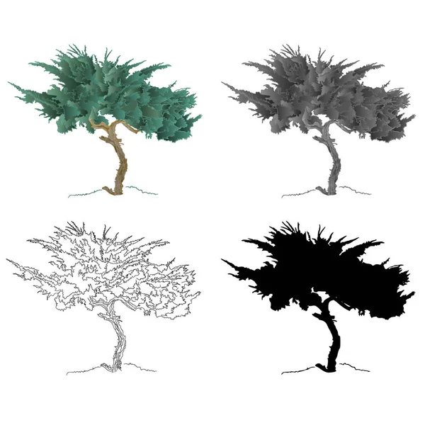 Old tree mountain Cupressus vector — Stock Vector