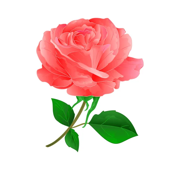 Flower pink rose on a white background vintage vector