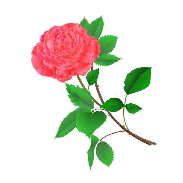 Różowy kwiat róży na białe tło vintage wektor — Wektor stockowy