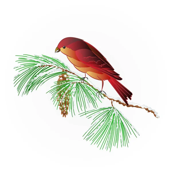 Bird Crossbill on a snowy pine branch vector — Stock Vector