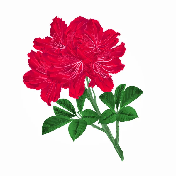 Bloemen rood rododendrons takje vintage vector — Stockvector
