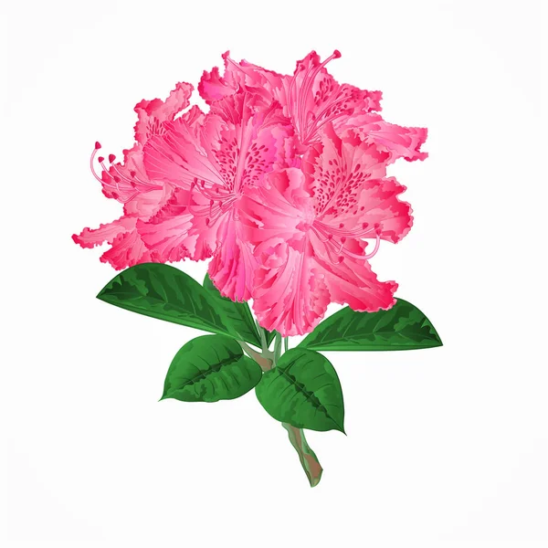 Blüten rosa Rhododendron Zweigvektor — Stockvektor