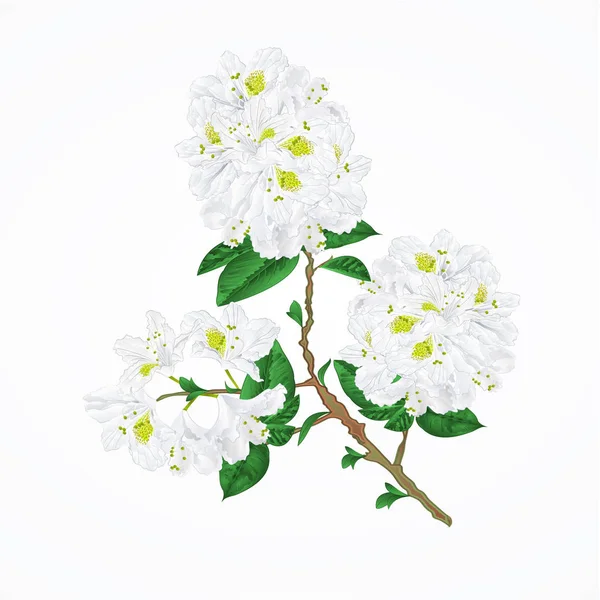 TWIG vit rhododendron vintage vektor — Stock vektor